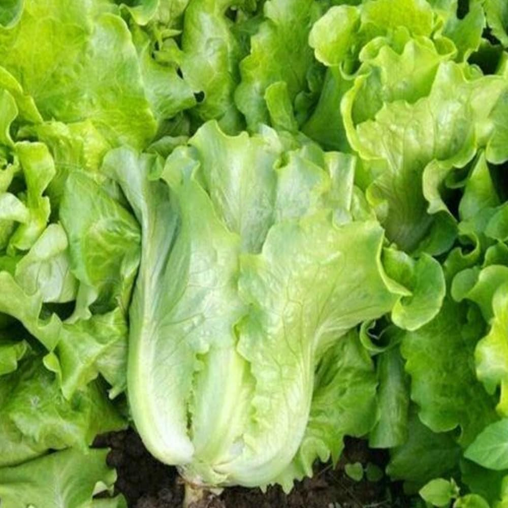 1000 Seeds Romaine Lettuce Seeds Italian Yearly Lettuce All Season - Organic Fresh Seeds for Planting - Seeds for Home and Garden