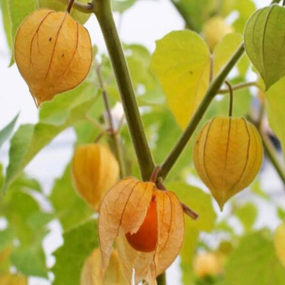 100 Tomatillo Seeds Capegooseberry Chinese Lantern Fruit Golden Ground Berry - Organic Fresh Golden Ground Berry Seeds for Planting - Live Seeds for Home and Garden