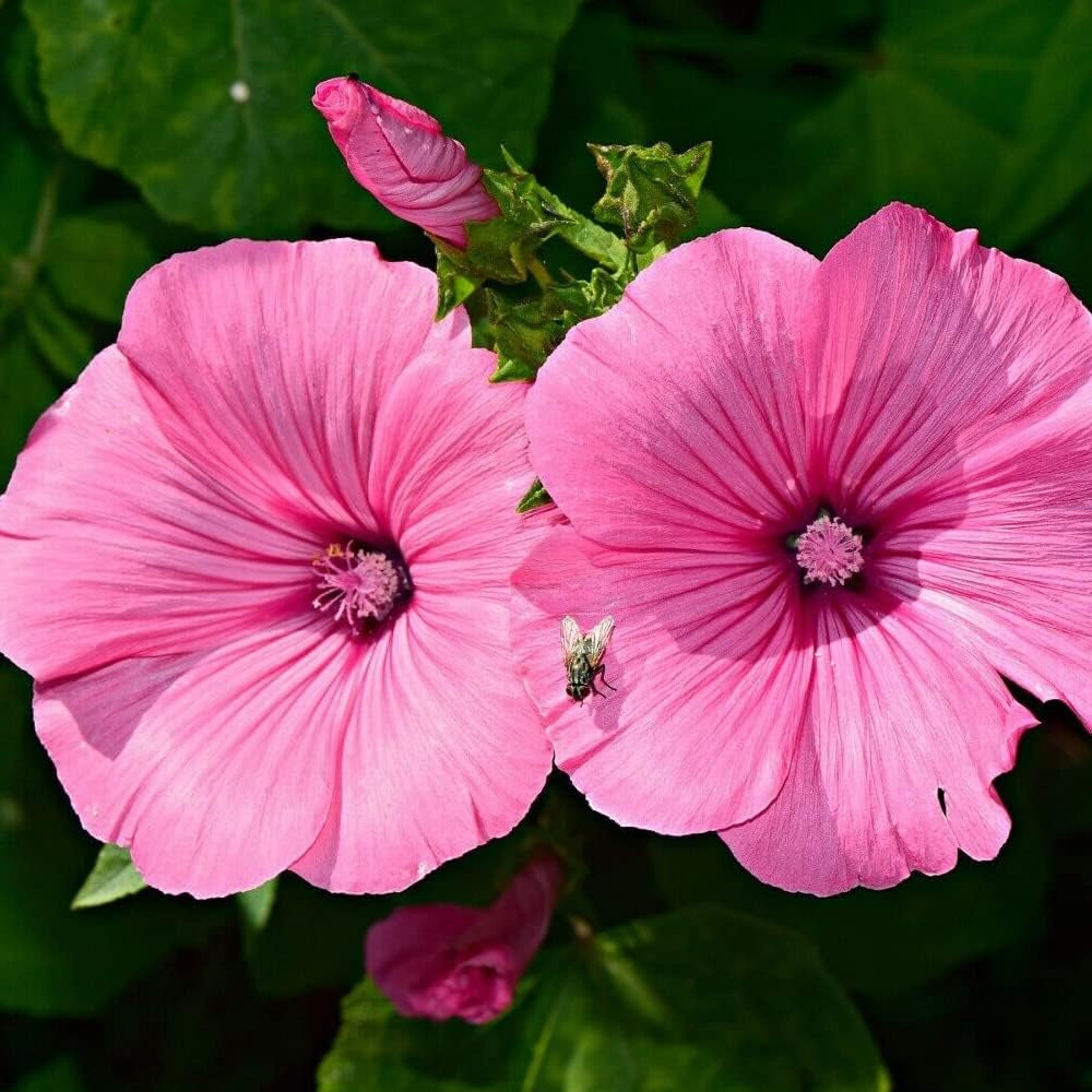 20+ Seeds Tree Mallow Shrub Showy - Lavatera Thuringiaca - Organic Plant Seeds for Your Home and Garden