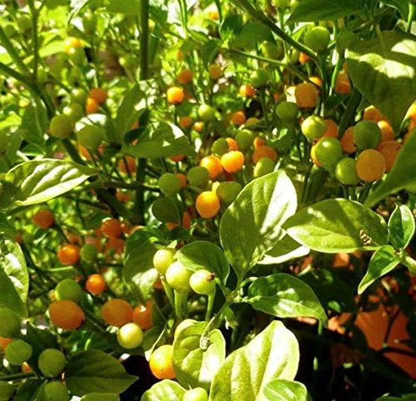 Aji Charapita,Hot Pepper, 25 Seeds, Little Yellow Fire Balls!”