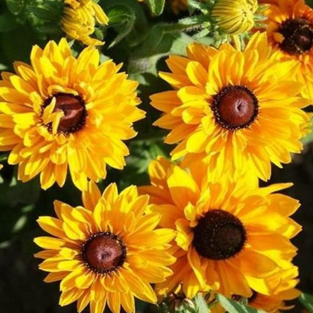 100 Seeds Black Eyed Susan Goldilocks Rudbeckia Double Blooms Rare - Yellow Flower 100 Seeds for Planting - Seeds for Home and Garden