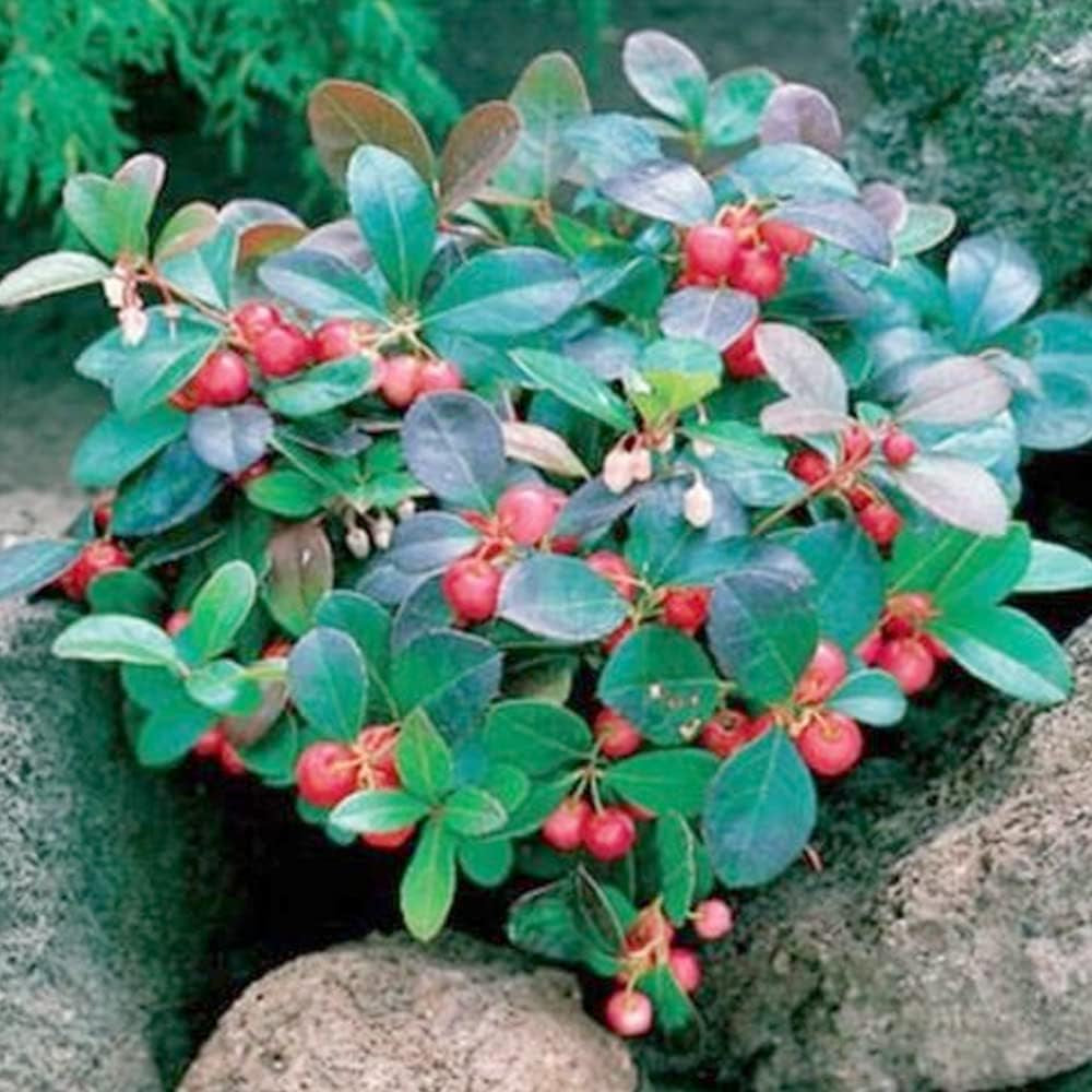 25 Seed Wintergreen - Seeds for Planting in Your Home and Garden - Organic Plant Wintergreen Seed