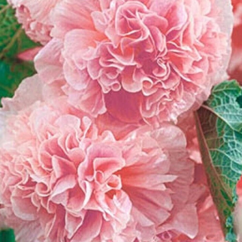 25 Plant Double Pink Hollyhock Seeds Perennial Flower Seed Flowers - Organic Fresh Seeds for Planting - Live Seeds for Home and Garden
