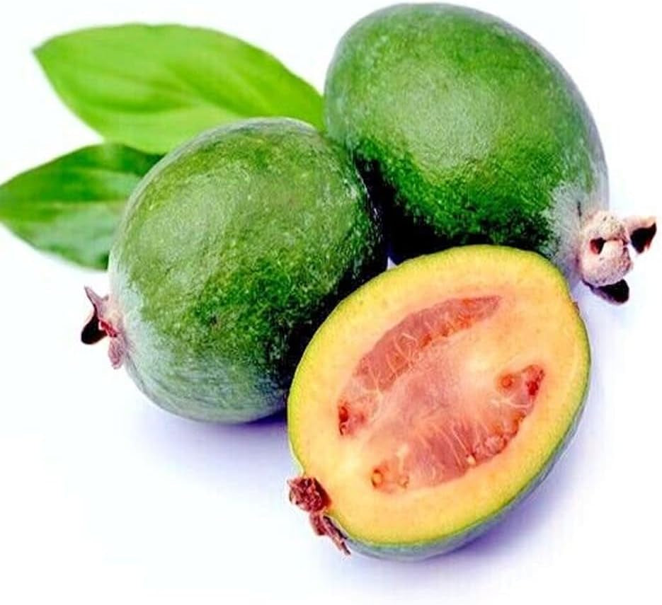 20 Pineapple Guava Tree Seeds "Brazilian Fig Guava Fruit" Tropical Flower Plant - Organic Fresh Pineapple Guava Seeds for Planting - Live Seeds