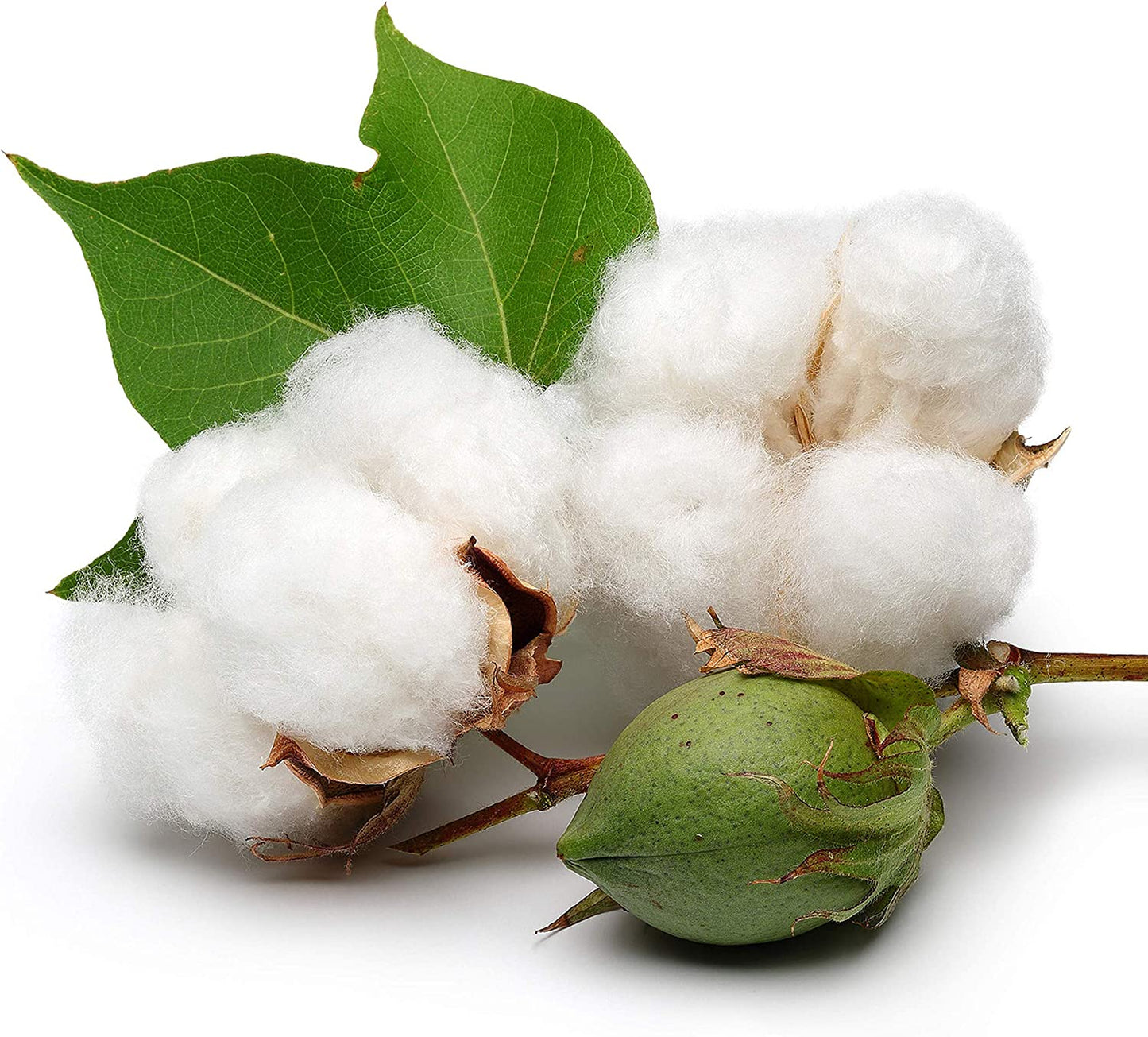 White Cotton 25 Seeds - Gossypium Hirsutum Cotton Plant, Easy Grow Perennial Shrub Upland Cotton, Winter Hardy Showy Flowers Plants, Mexican Cotton Seeds for Growing
