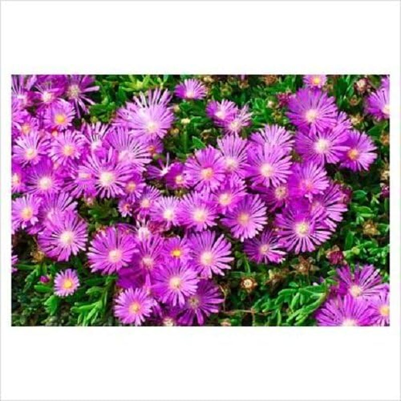 25 Table Mountain ICE Plant Magenta Fuchsia Delosperma Cooperi Flower Seeds