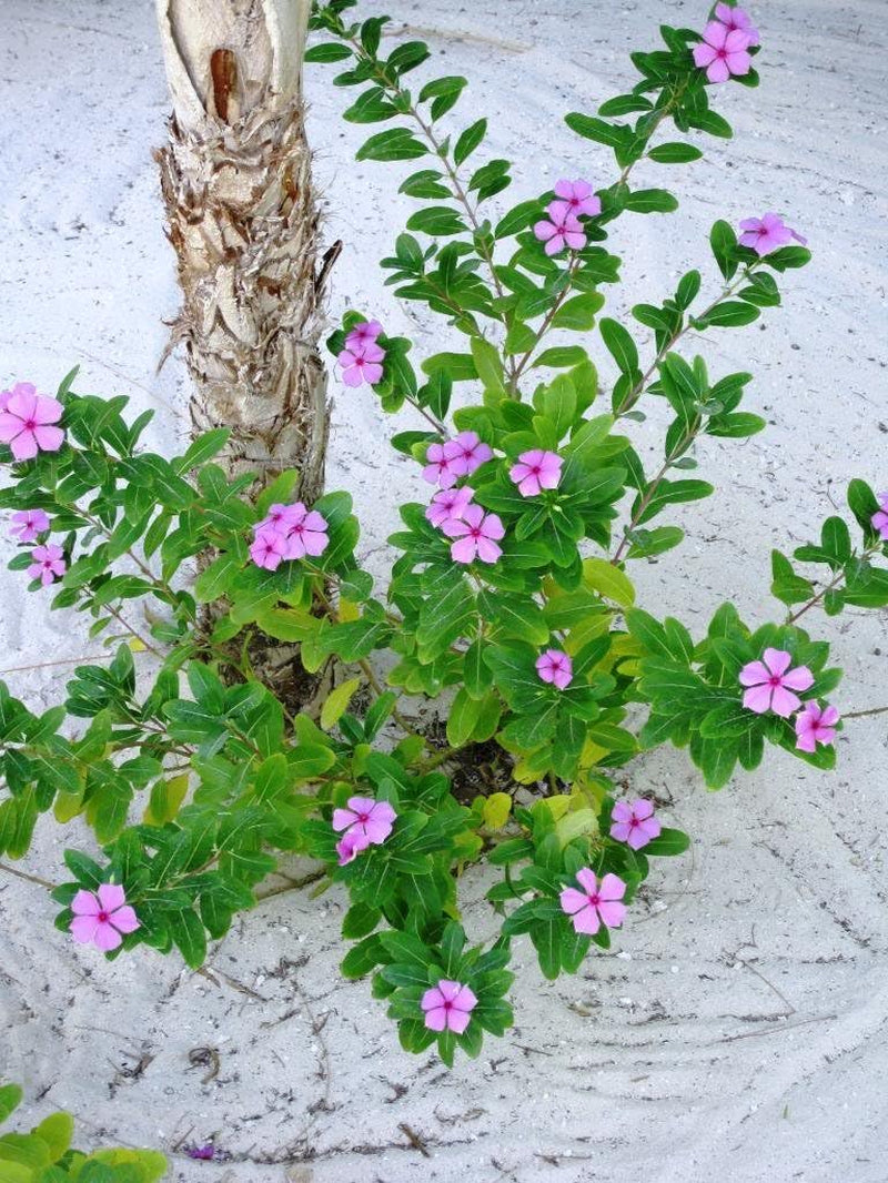100 PINK DWARF ROSE PERIWINKLE / VINCA Rosea Flower Seedscomb S/H