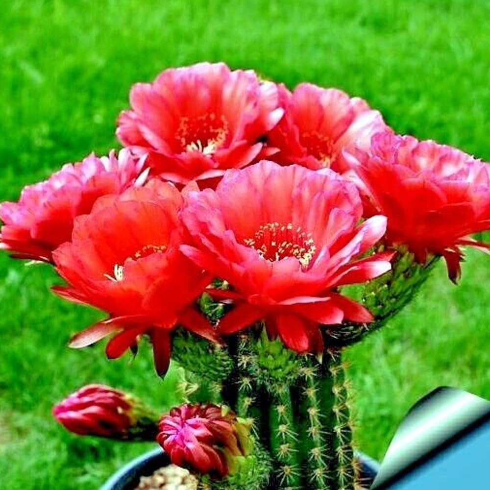 20 Red Torch Flowering Cactus Cacti Plant Seeds "Desert'S Blooming Jewel" - Organic Fresh Seeds for Planting - Live Seeds Fo Planting