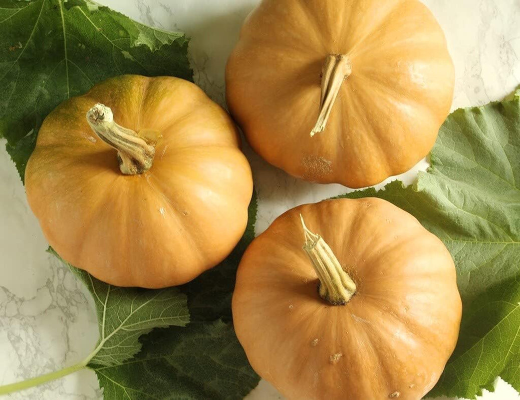 15 Seminole Pumpkin Heirloom Vegetable Seeds