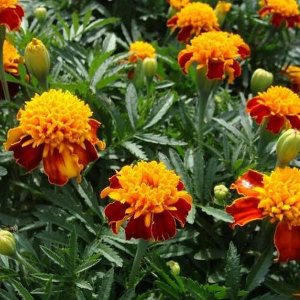 100 Seeds Flower French Marigold Orange Flame Double Dwarf Beneficial Plant - Organic Fresh Seeds for Planting - Seeds for Home and Garden