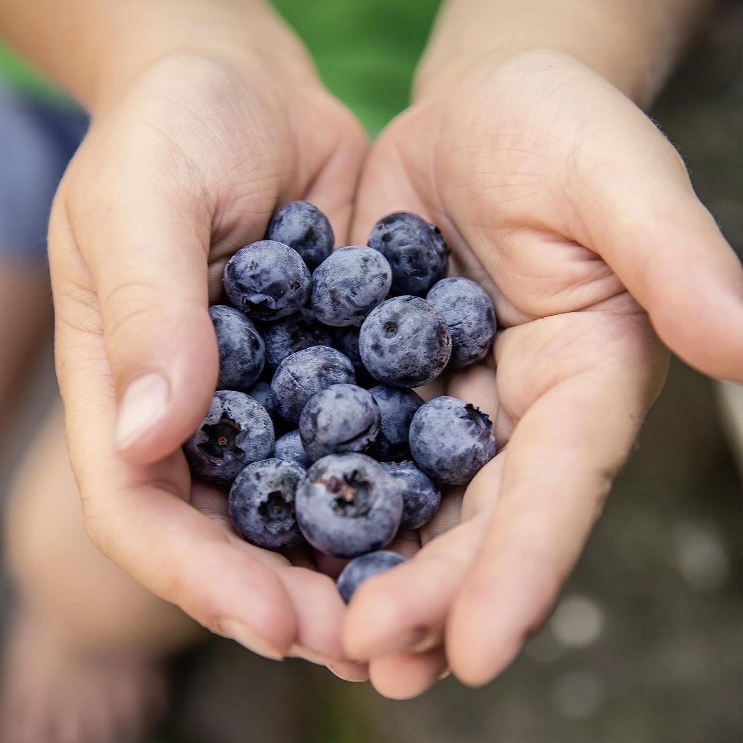 50 BLUEBERRY Northern Highbush Mix (Pre-Stratified) Fruit Bush Vaccinium Corymbosum Seeds