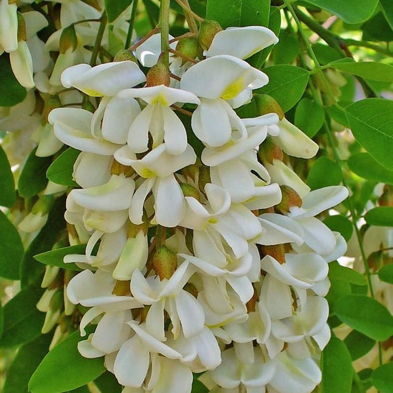 50 Seeds Flower Black Locust (Robinia Pseudoacacia) - Black Yellow Locust False Acacia Tree Seeds