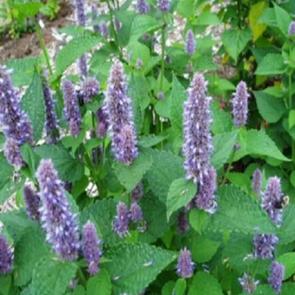 200 Seeds Hyssop Seeds Mint Family Blue Flowers Fragrant Perennial Seeds - Organic Fresh Seeds for Planting - Live Seeds for Home and Garden