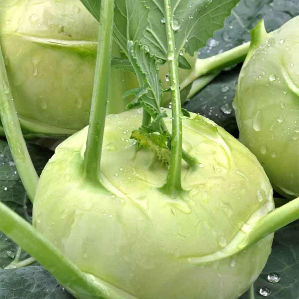 500 Kohlrabi White Vienna Seeds Garden Fresh Broccoli Cabbage - Organic Plant Live Seeds for Your Home and Garden
