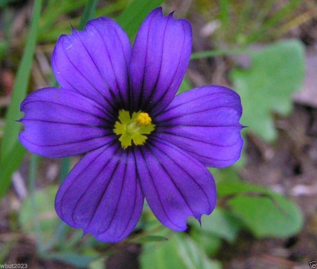 Blue Eyed Grass - 100 Seeds, (Sisyrinchium Bellum)-Perennial ,Ornamental Grass