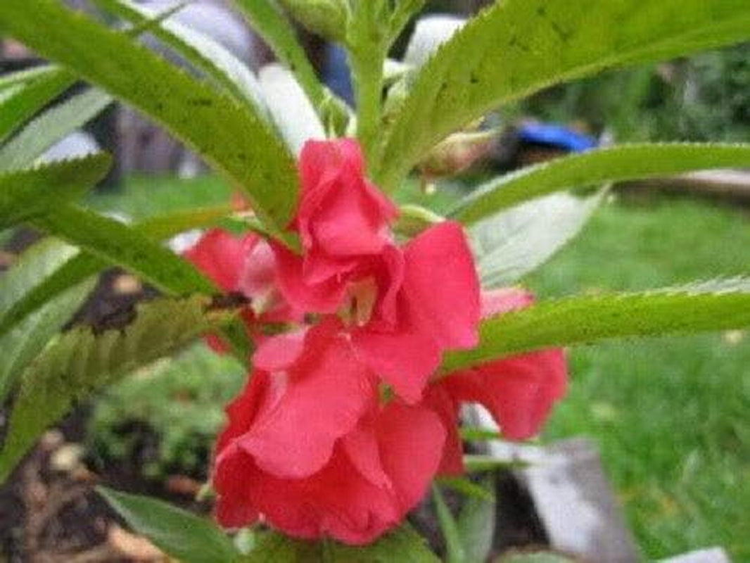 Mixed Impatiens Balsam Balsamina Touch Me Not Jocad (100 Seeds)