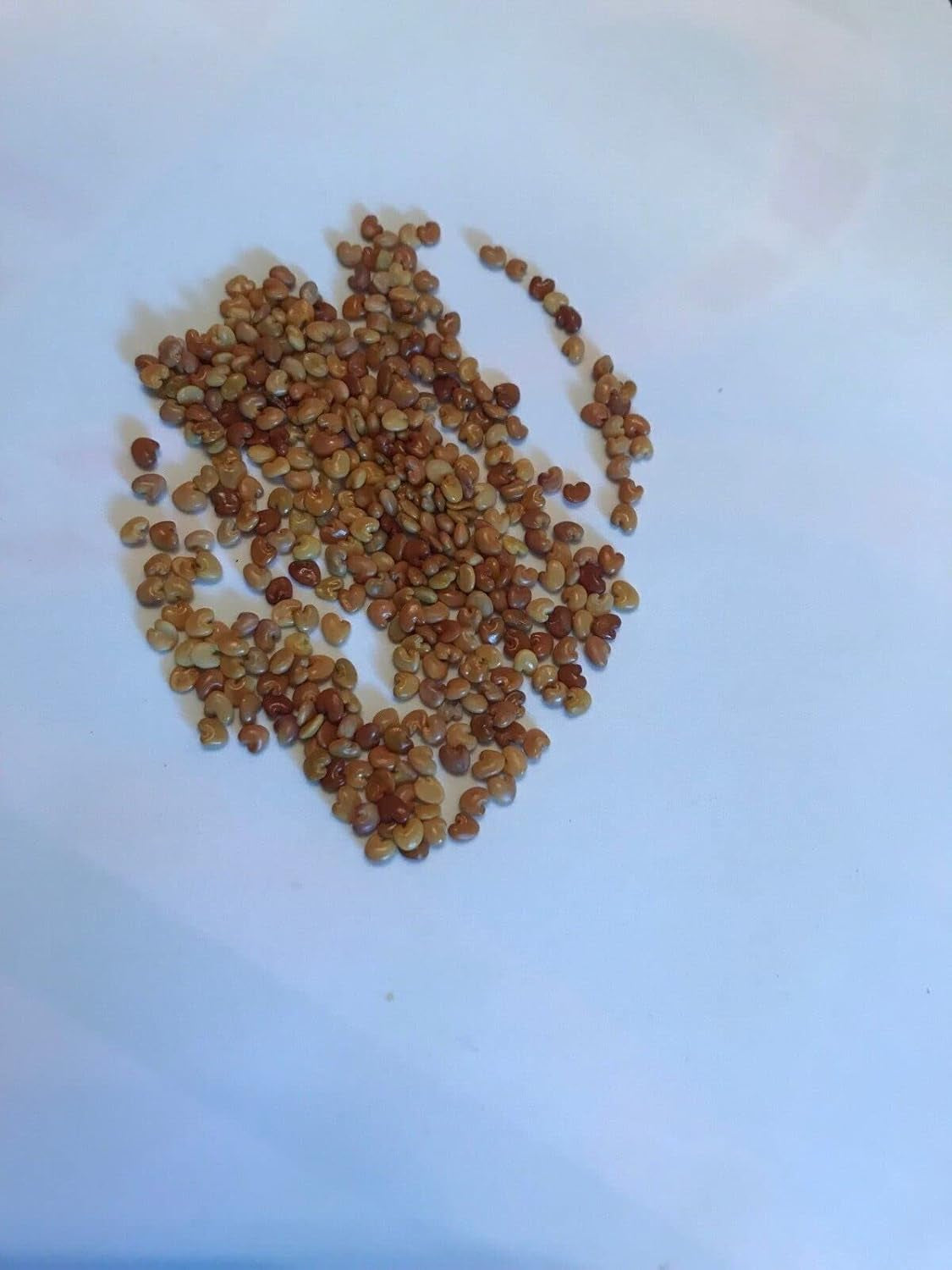 30+ De Chipilin 30+ Chipilin Seeds