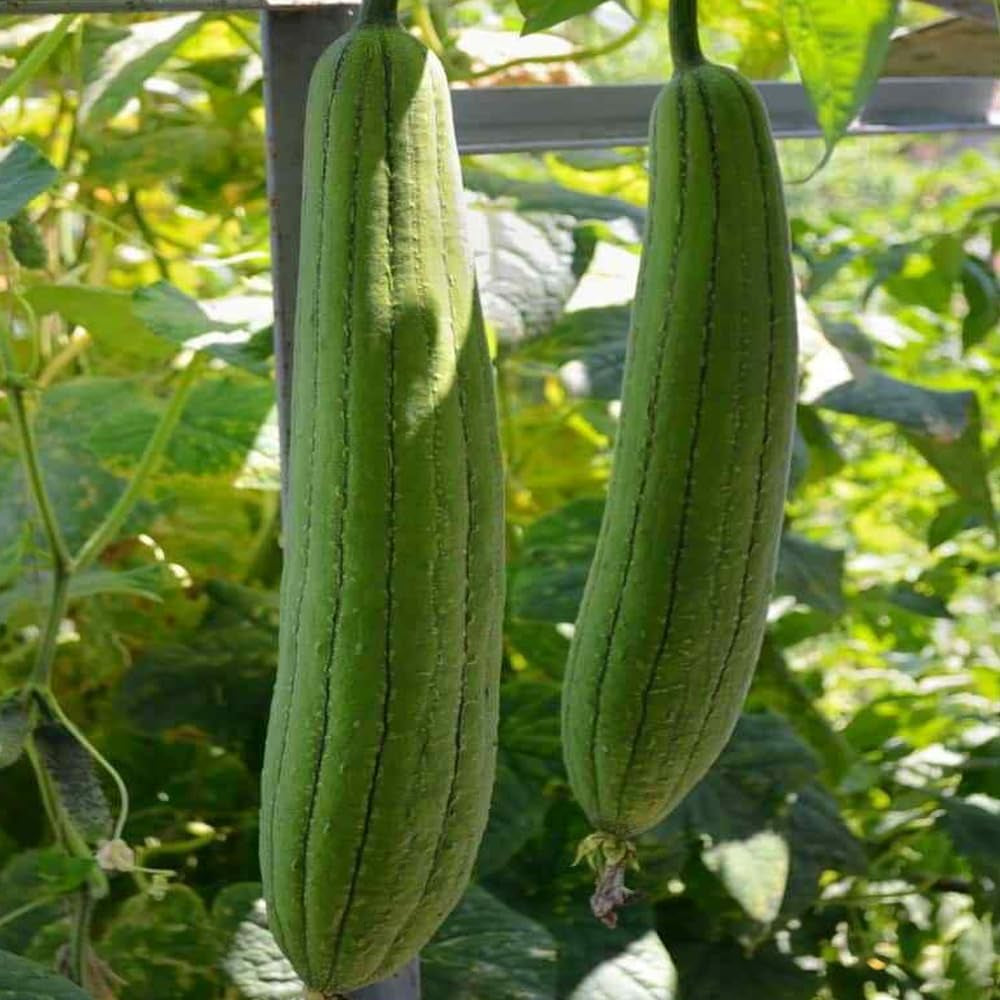 15 Seeds Sponge Dishcloth Gourd Seeds Luffa Gourd Smooth Loofah Chinese Sigua - Sponge Dishcloth Gourd Organic Fresh Seeds for Planting
