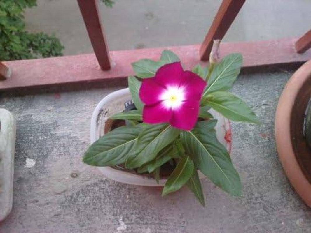 100 PINK DWARF ROSE PERIWINKLE / VINCA Rosea Flower Seedscomb S/H