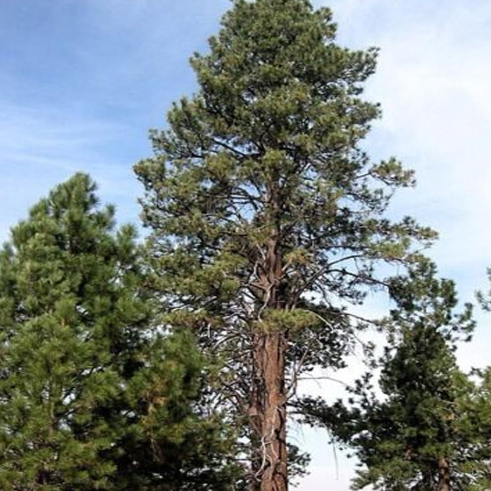 15 Seeds Ponderosa Pine Pinus Ponderosa - Organic Fresh Seeds for Planting - Live Seeds for Home and Garden