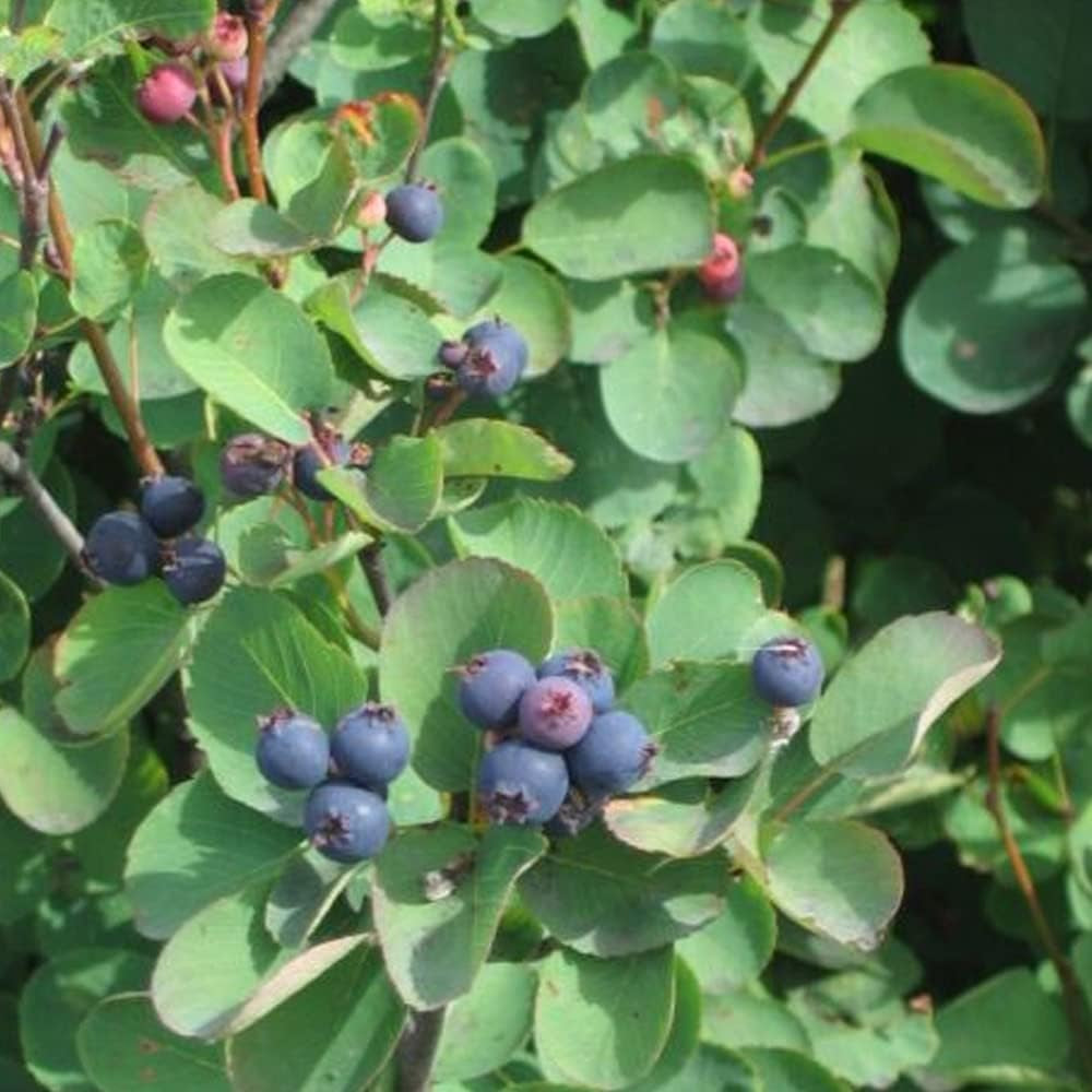 20 Seeds Saskatoon Serviceberry - Amelanchier Alnifolia - Organic Fresh 20 Seeds for Planting - Seeds for Home and Garden