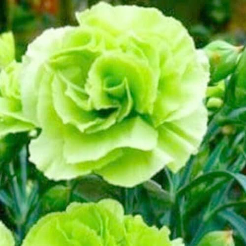 Seeds of 100 Carnation - 100 Bright Green Carnation Seeds Dianthus Flowers Seed Flower Perennial for Your Garden