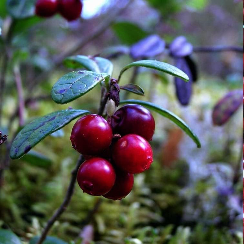 25+ Seeds Lingonberry Vaccinium Vitis-Idaea Superfruit - Berry Cold Tolerant 25+ Seeds for Your Garden
