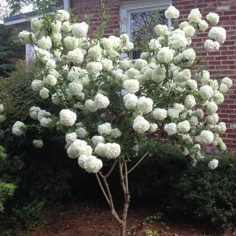 Flower Chinese Snowball 40 + Seeds Viburnum Ichangense - Fast Growing - Organic White Flower Seeds for Your Garden