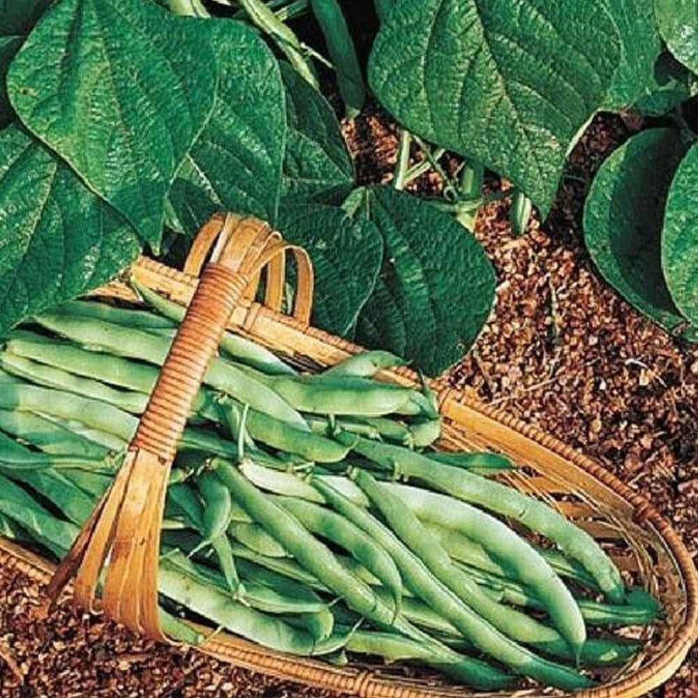 Kentucky Wonder Bush Green Beans 12 Seeds Heirloom - Organic Fresh Seeds for Planting - Live Seeds