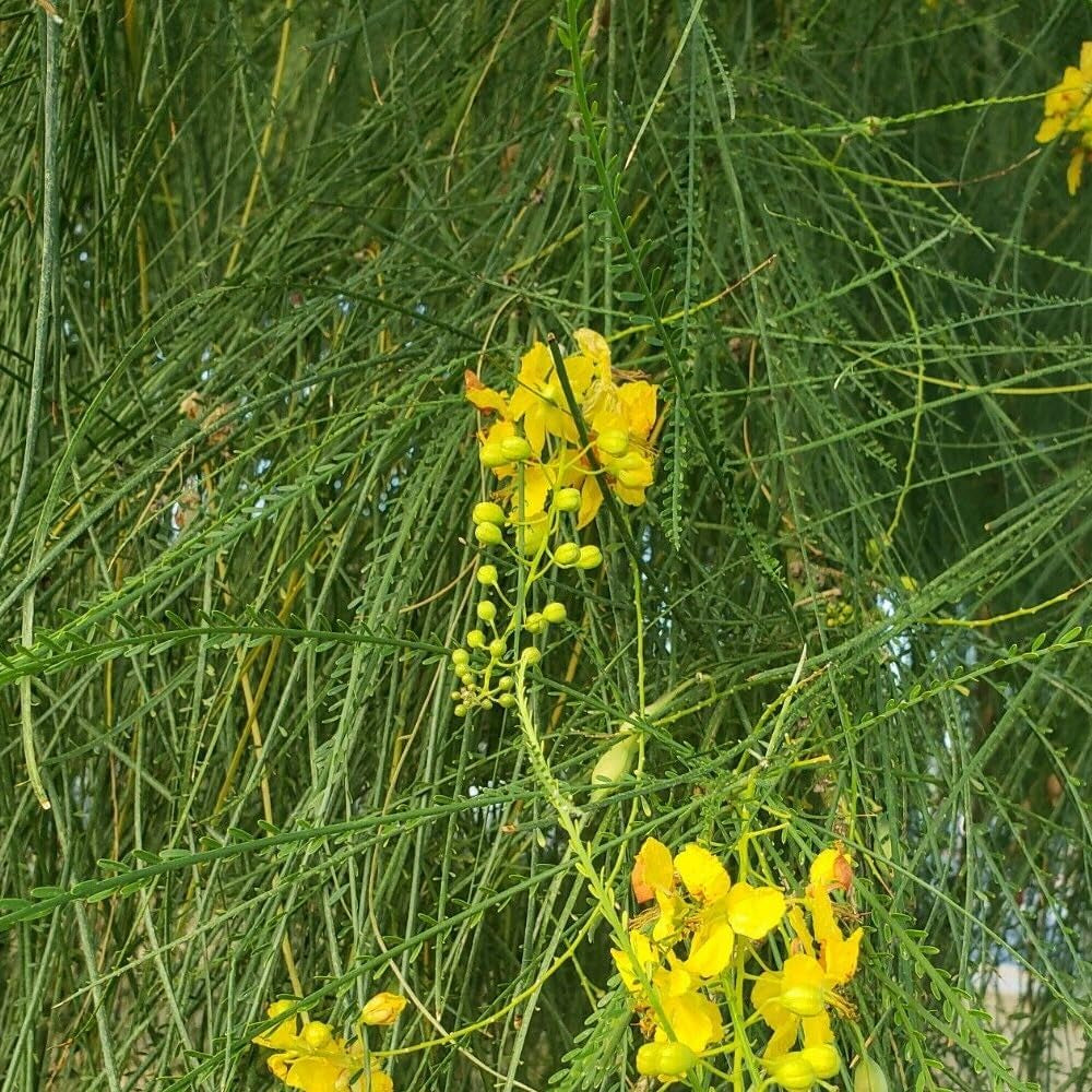 25+ Seeds Mexican Palo Verde - Parkinsonia Aculeata - Desert Tree - Organic Fresh Seeds for Planting