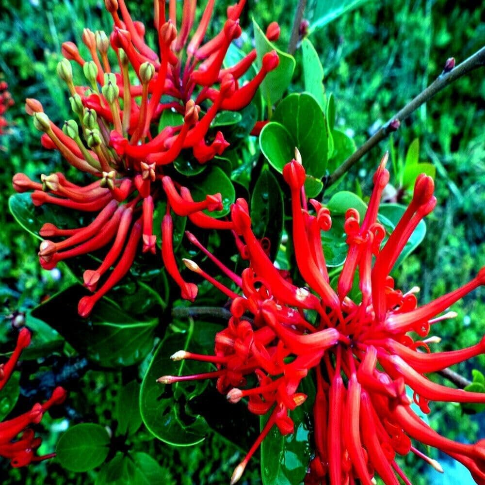 10 Seeds Chilean Firebush Tree Seeds Embothrium Flame Flower Plant - Organic Tree Fresh Seeds for Planting - Live Embothrium Seeds for Home and Garden
