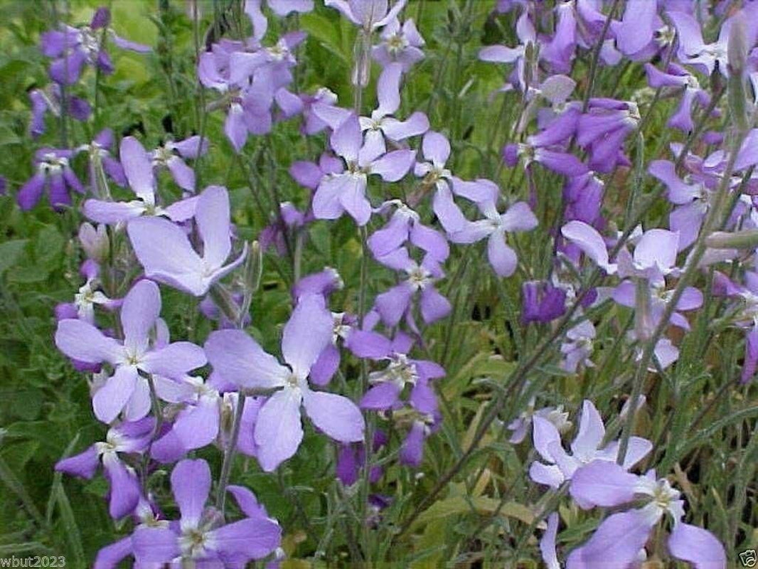Evening Scented Stock-1000 Seeds (Matthiola Longipeta) Perfume Plant,Cold Hardy