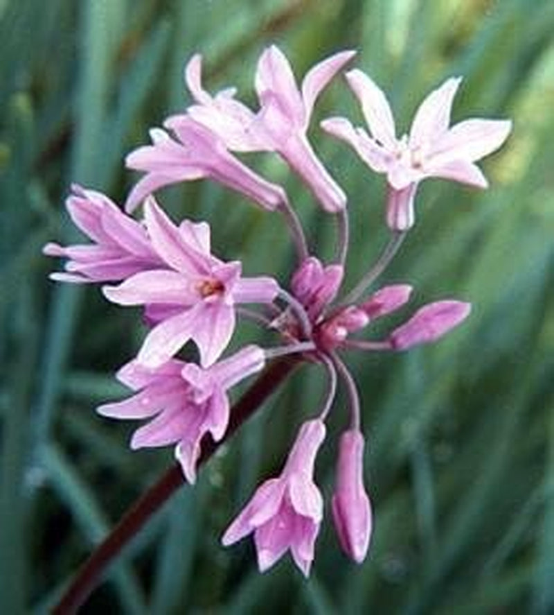 Society Garlic 20 Seeds - Indoor Garlic -Tulbaghia-Herb