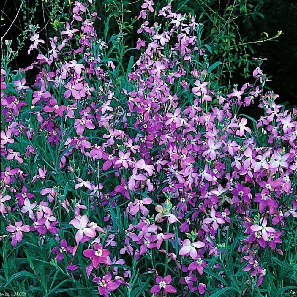 Evening Scented Stock-1000 Seeds (Matthiola Longipeta) Perfume Plant,Cold Hardy