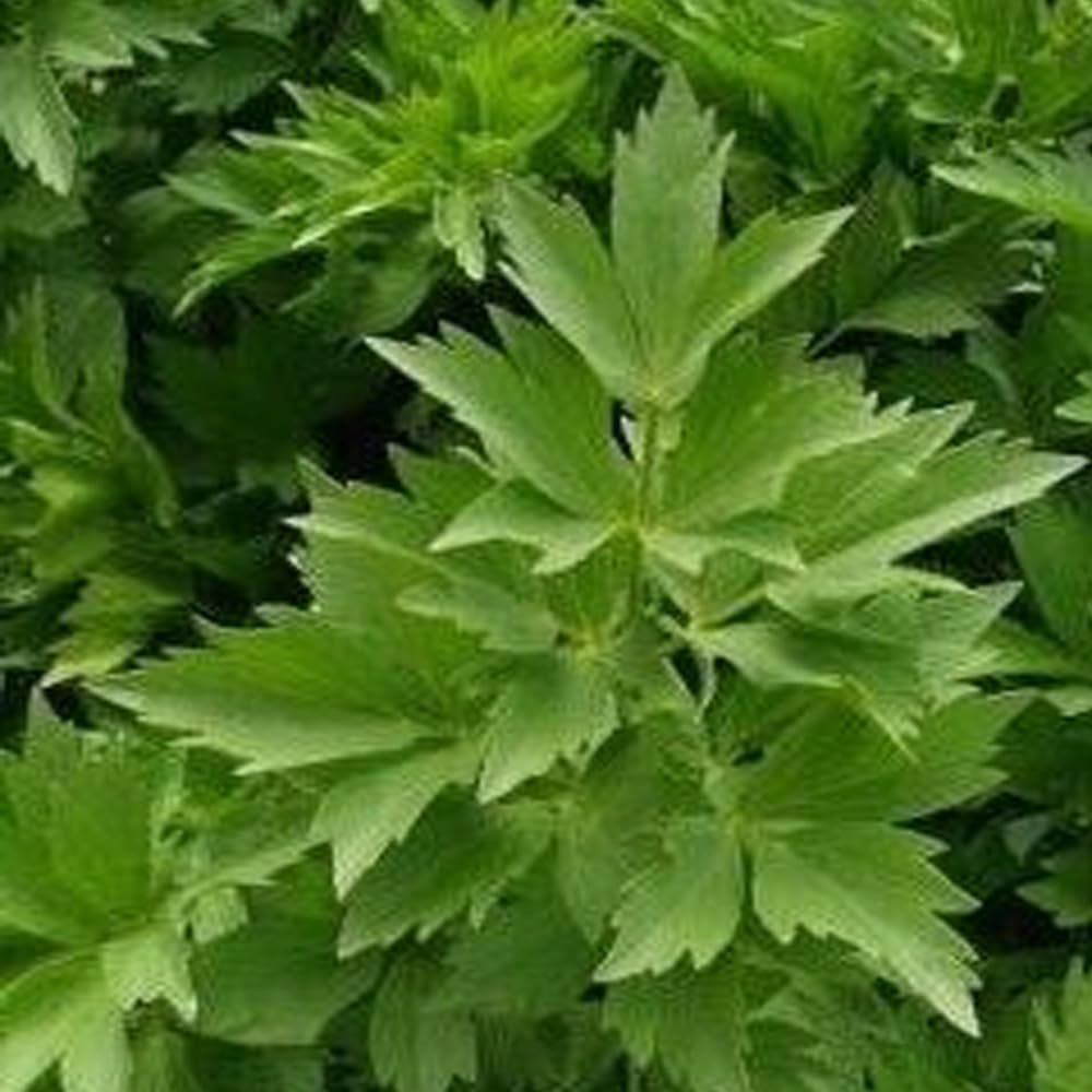 300 Lovage Seeds Celery Fennel Parsley Flavor Perennial Culinary Herb - Lovage Organic Fresh Seeds Forplanting - Live Seeds for Home and Garden