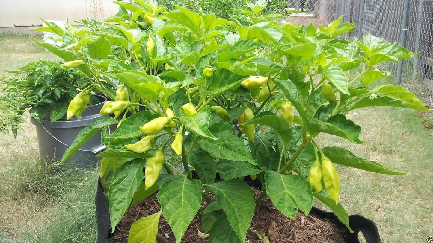 10 Seeds Trinidad Pimento Pepper Seeds A. K. A. Seasoning Pepper (C.Chinense) Very Tasty!