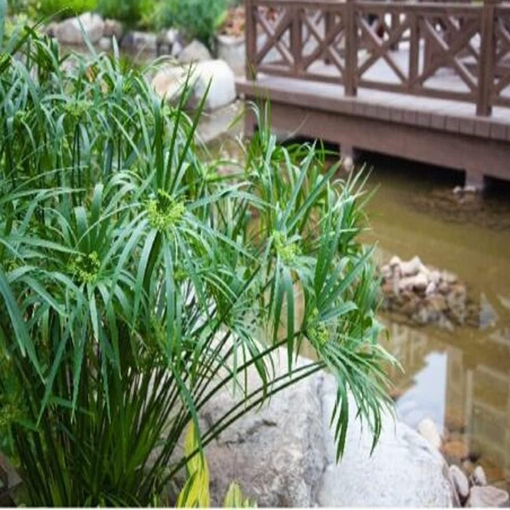 50+ Seeds Umbrella Palm - Cyperus Alternifolius - 50 Seeds Palm for Planting - Seeds Palm for Garden and Landscape