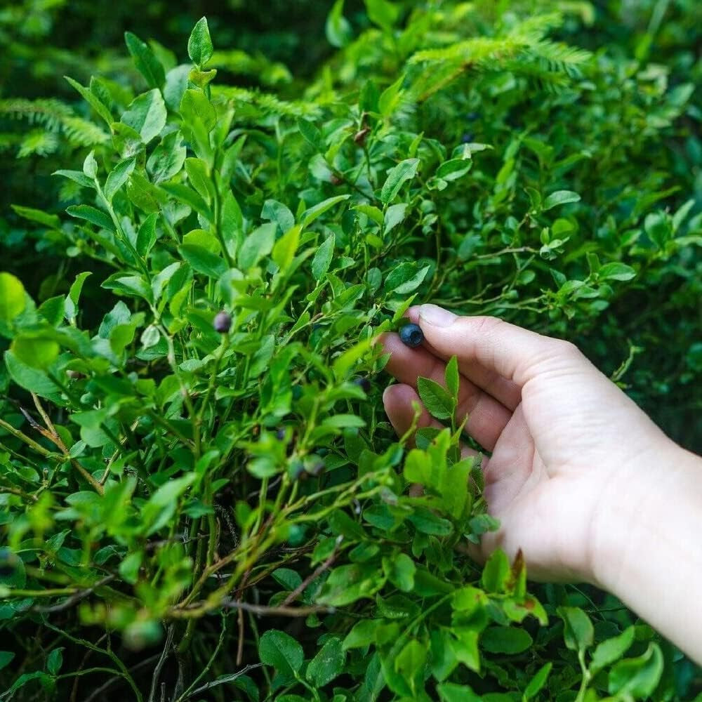 Evergreen Huckleberry - 25+Seeds - Berry Plant Organic Seeds for Home and Garden - Huckleberry for Planting
