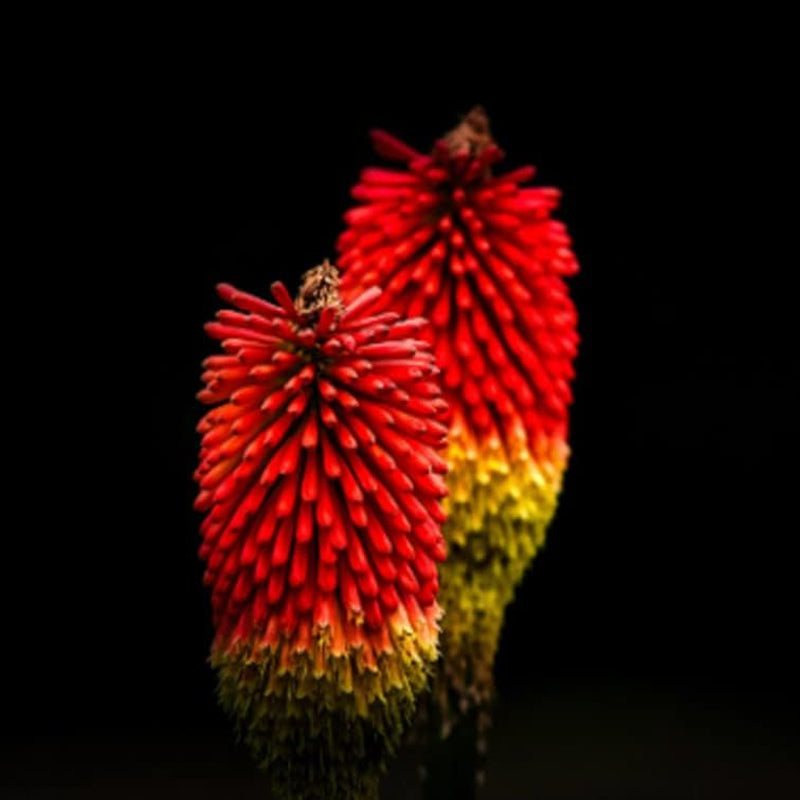 Seeds Plant Red Hot Poker Kniphofia Uvaria 30+ Seeds Florist Choice! Red Hot Poker Set