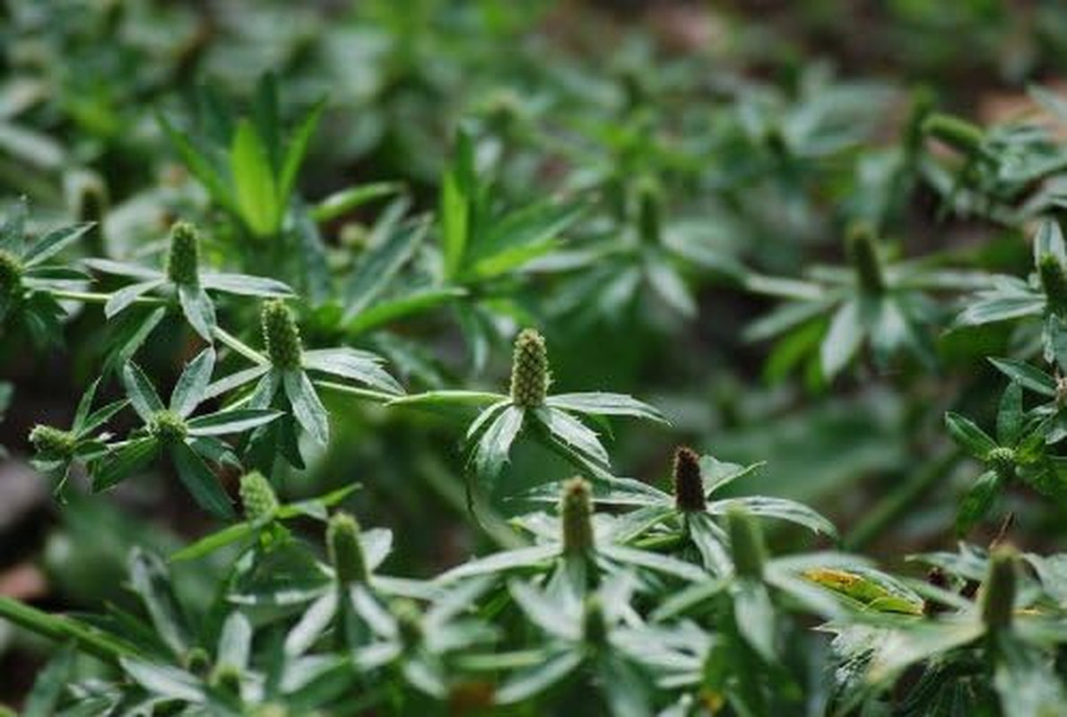 Recao, Culantro, Cilantro Ancho, Mexican Coriander (Eryngium Foetidum) 200++ Qty Seeds Pack