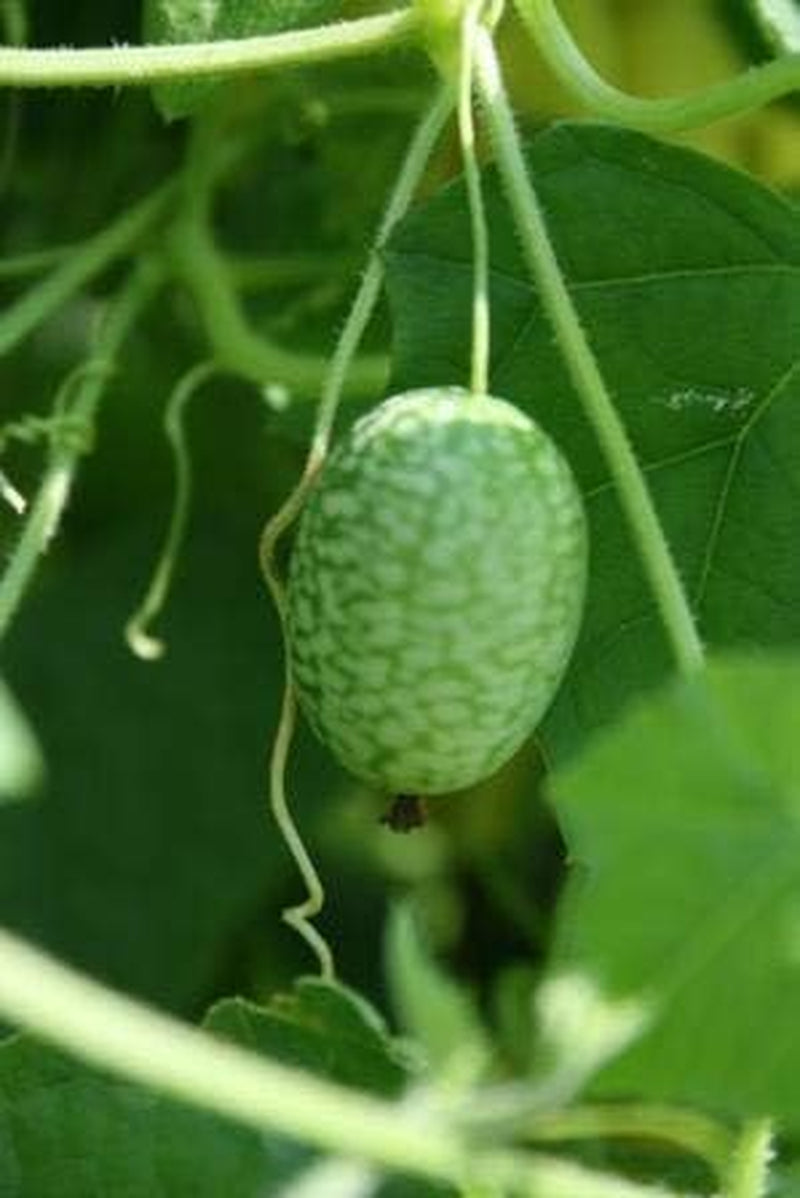 60 Seeds Cucamelon/Mexican Sour Gherkin Seeds(Melothria Scobra)