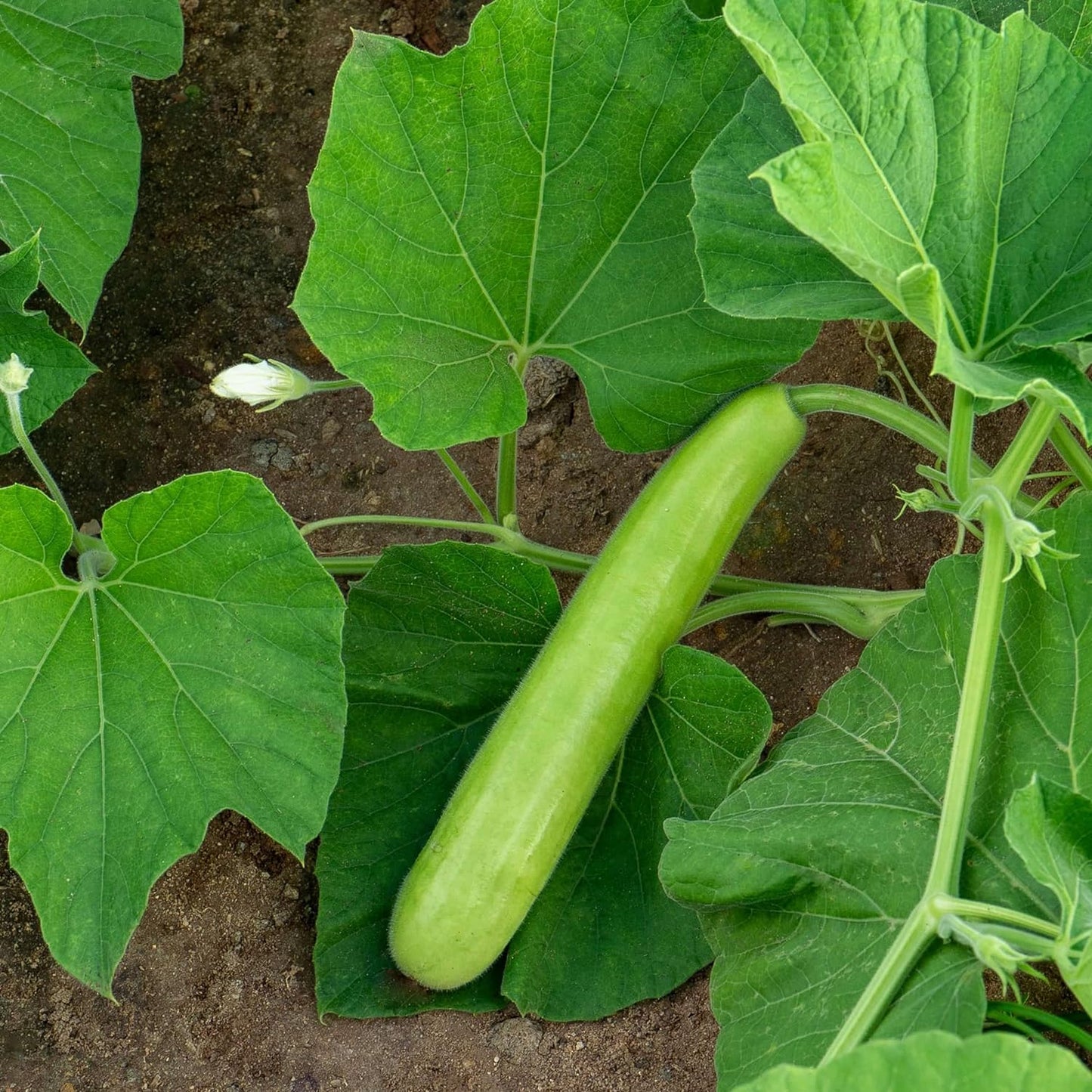 Asian Vegetable Seeds Mottled Bottle Gourd,Calabash,Lagenaria Siceraria,Melon, Bầu Sao(15 Seeds) by