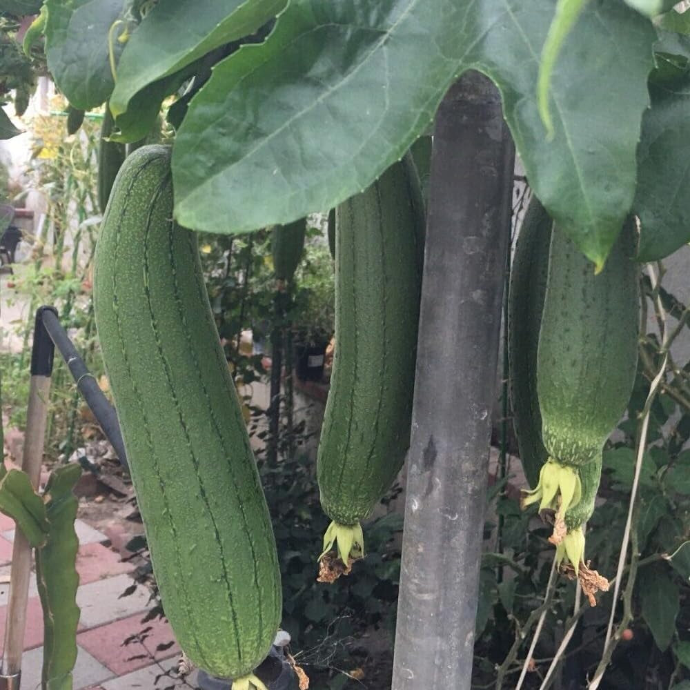 15 Seeds Sponge Dishcloth Gourd Seeds Luffa Gourd Smooth Loofah Chinese Sigua - Sponge Dishcloth Gourd Organic Fresh Seeds for Planting
