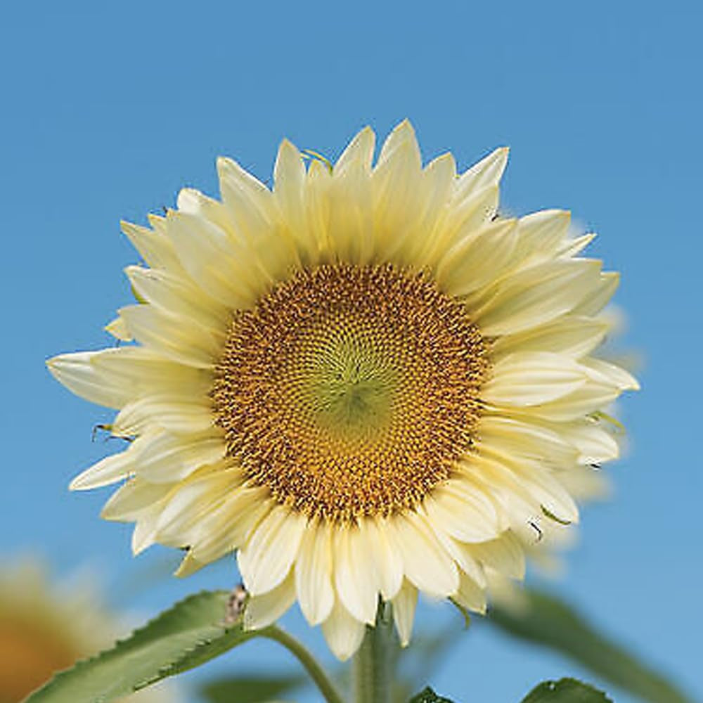 20 Procut White Lite Sunflower Seeds - Organic Fresh Seeds for Planting - White Lite Sunflower Seeds for Home and Garden