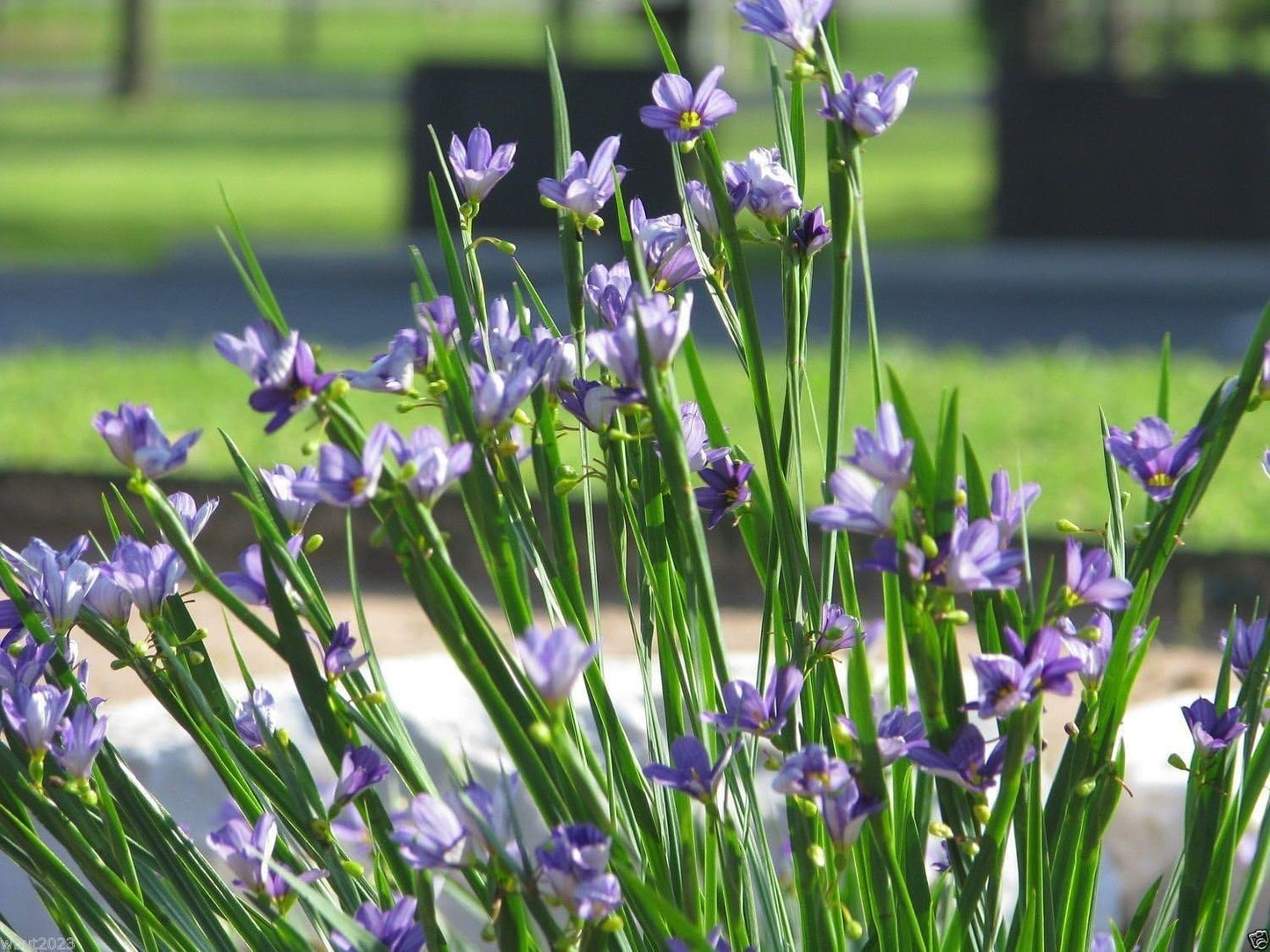 Blue Eyed Grass - 100 Seeds, (Sisyrinchium Bellum)-Perennial ,Ornamental Grass