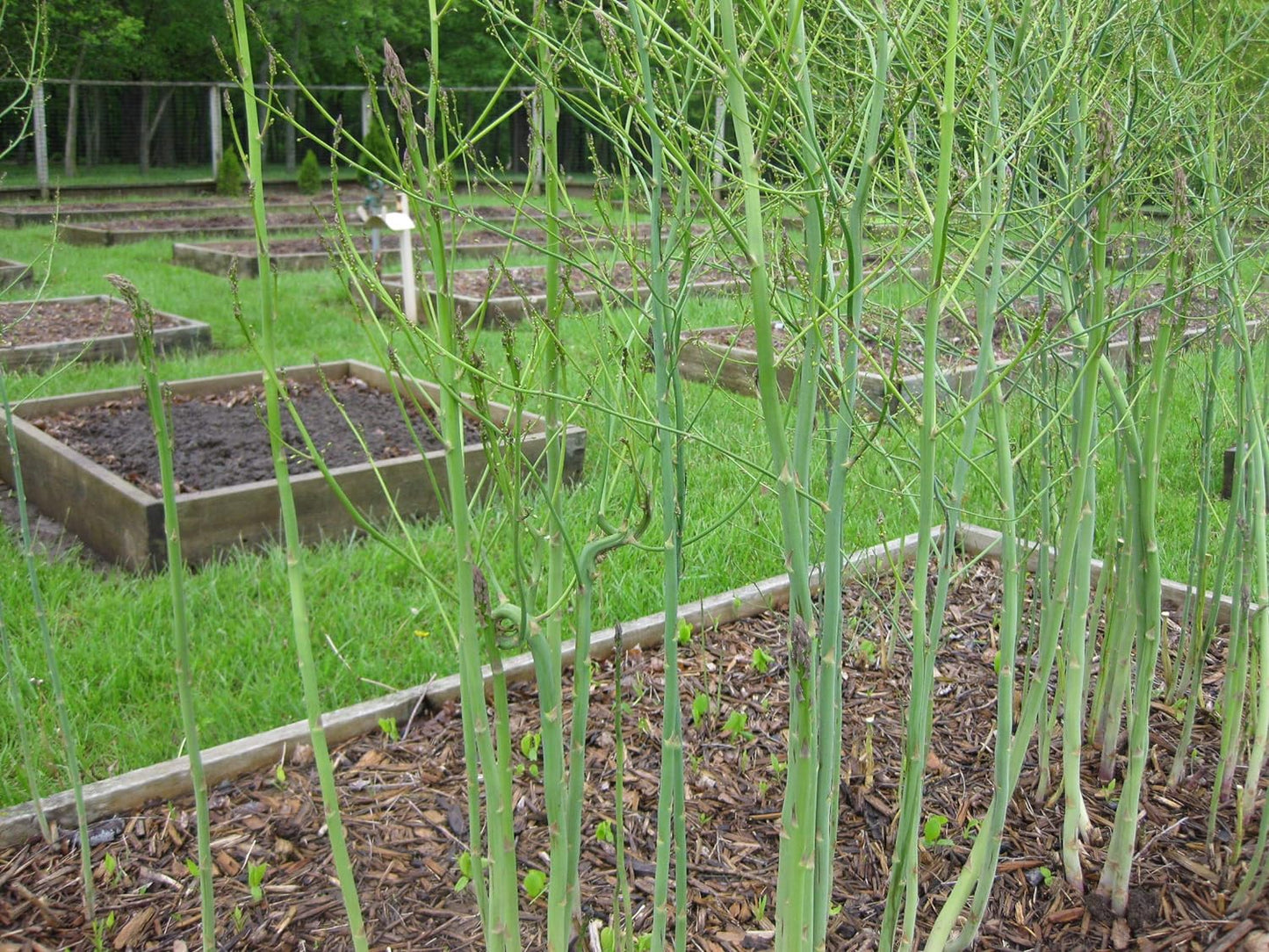 Mary Washington Asparagus 100 Seeds - Organic Heirloom Non GMO Vegetable Seeds, Asparagus Organic Seeds for Planting, Vegetable Seeds for Planting Home Garden