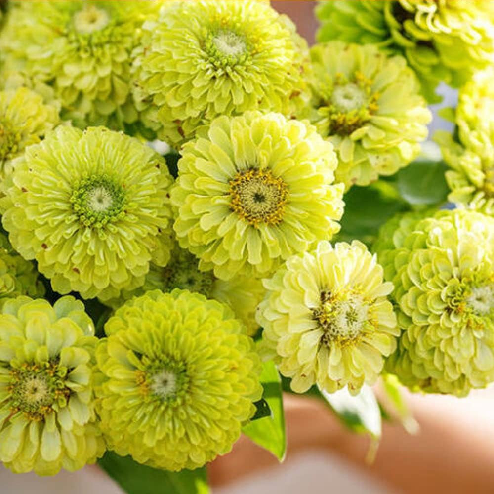 100 Seeds Zinnia Lemon Meringue Mix Flowers Pollinators Butterflies Love - Organic Fresh Plant Seeds for Home and Garden - Live Flower Seeds