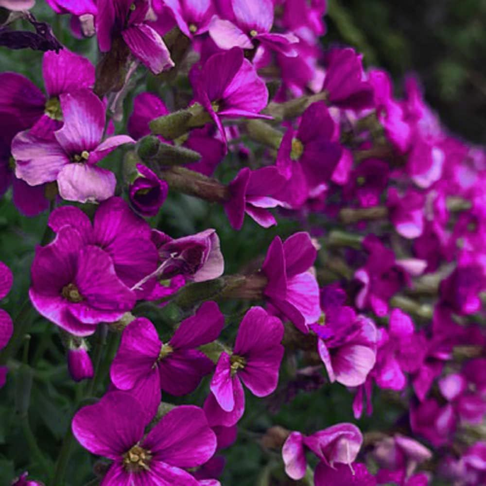 150 Seeds Rock Cress Aubrieta Cascading Purple Flowers - Perennial Ground Cover - Prganic Flowers Seeds for Your Home