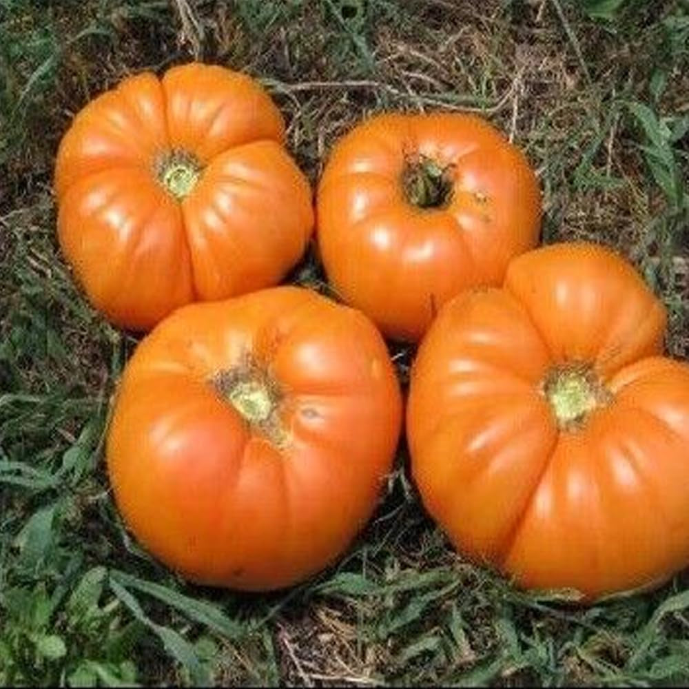 Vegetable Kellogg'S Breakfast Tomato 100 Seeds Heirloom Unique Bulk - Organic Fresh Seeds for Planting - Live Seeds for Home and Garden