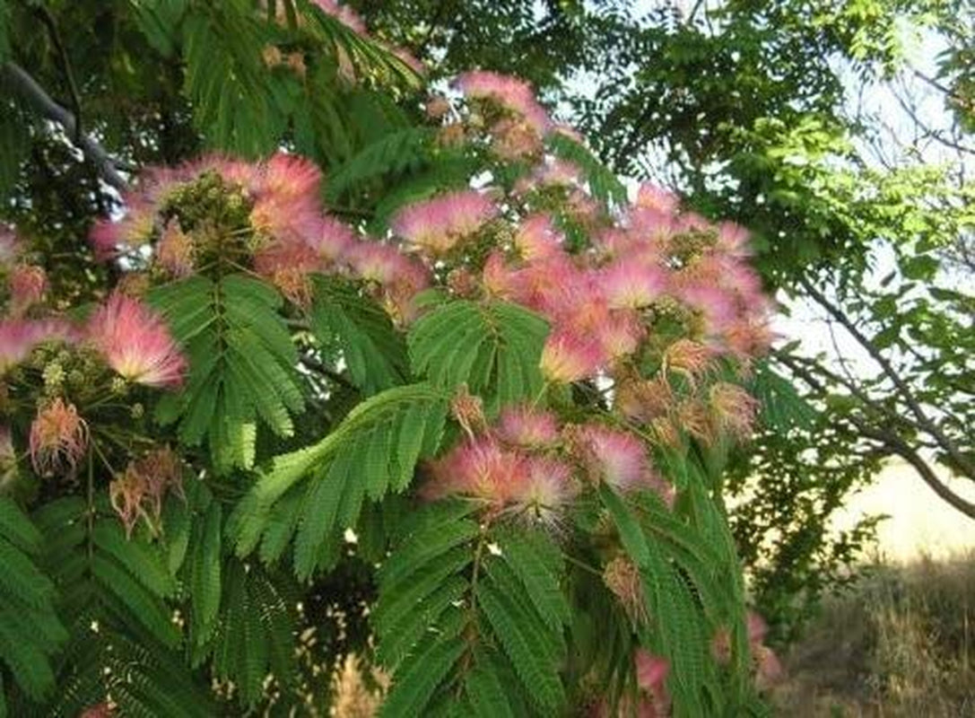 New Mimosa Silk Tree, Albizia Julibrissin, 30 Seeds (Fast, Hardy, Showy, Fragrant)
